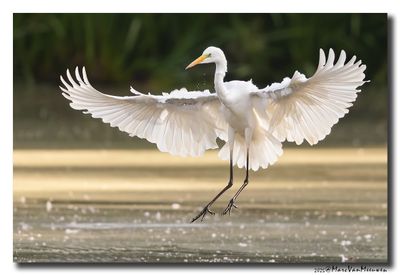 Grote Zilverreiger - Great Egret