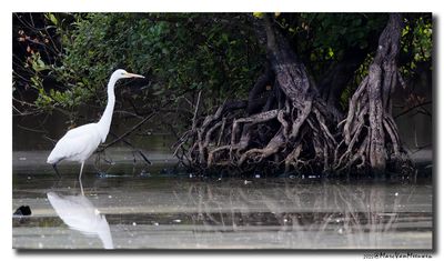 Grote Zilverreiger - Great Egret