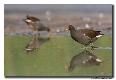 Waterhoen - Moorhen