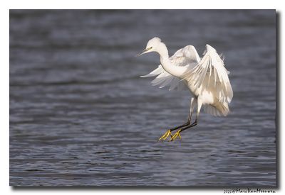 Kleine Zilverreiger - Little Egret