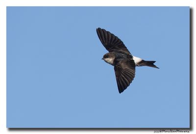 Huiszwaluw - House Martin