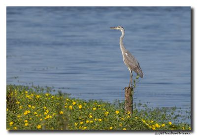 Blauwe Reiger - Grey Heron 