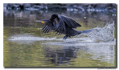 Aalscholver - Great Cormorant