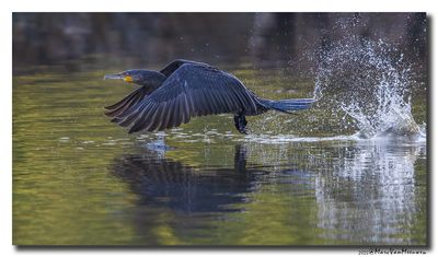 Aalscholver - Great Cormorant 