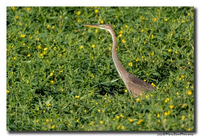 Purperreiger - Purple Heron