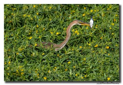 Purperreiger - Purple Heron