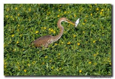 Purperreiger - Purple Heron 