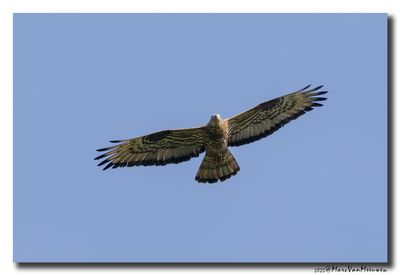 Wespendief - Honey-buzzard