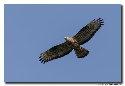 Wespendief - Honey-buzzard