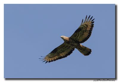 Wespendief - Honey-buzzard 