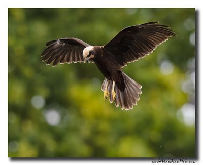 Bruine Kiekendief - Marsh Harrier