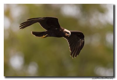 Bruine Kiekendief - Western Marsh Harrier