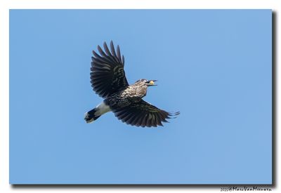 Notenkraker-Spotted Nutcracker