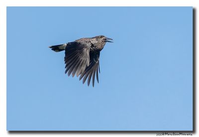 Notenkraker-Spotted Nutcracker