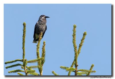 Notenkraker-Spotted Nutcracker