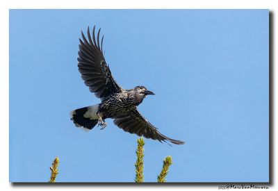 Notenkraker-Spotted Nutcracker