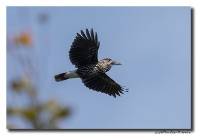 Notenkraker-Spotted Nutcracker