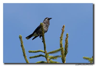 Notenkraker-Spotted Nutcracker