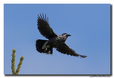 Notenkraker-Spotted Nutcracker