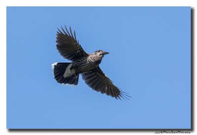 Notenkraker-Spotted Nutcracker