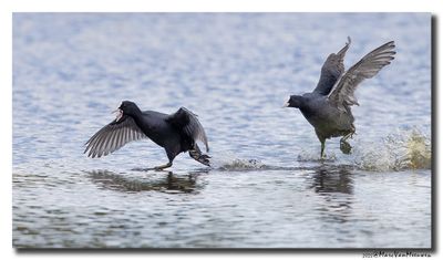 Meerkoet - Coot 
