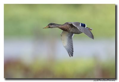 Wilde Eend - Mallard  