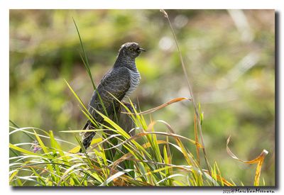Koekoek - Cuckoo 