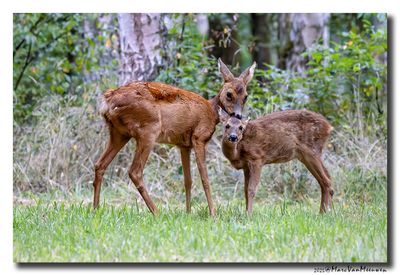 Ree - Roe Deer 