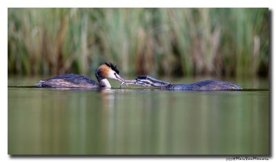 Fuut - Great Crested Grebe