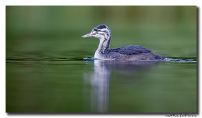 Fuut - Great Crested Grebe