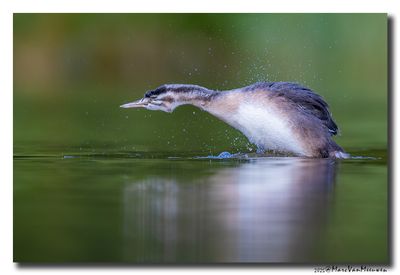 Fuut - Great Crested Grebe