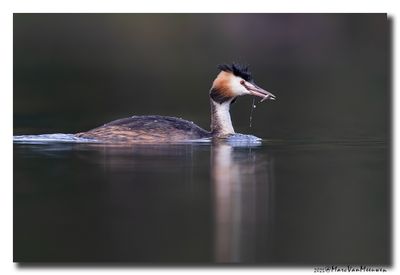 Fuut - Great Crested Grebe