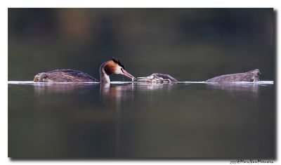 Fuut - Great Crested Grebe