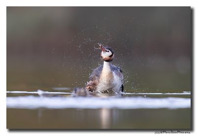 Fuut - Great Crested Grebe
