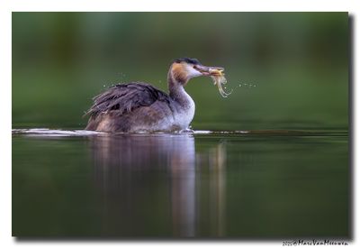 Fuut - Great Crested Grebe