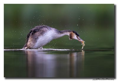Fuut - Great Crested Grebe