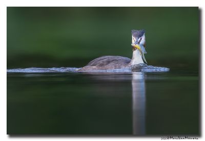 Fuut - Great Crested Grebe