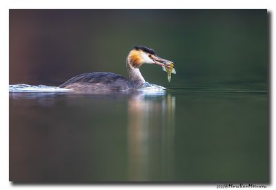 Fuut - Great Crested Grebe