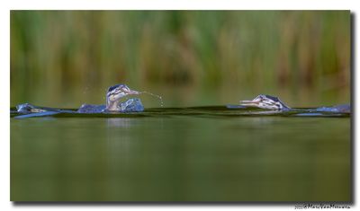 Fuut - Great Crested Grebe