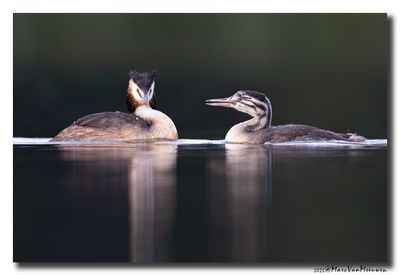 Fuut - Great Crested Grebe