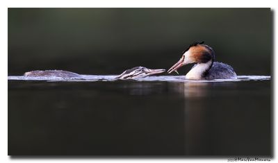 Fuut - Great Crested Grebe