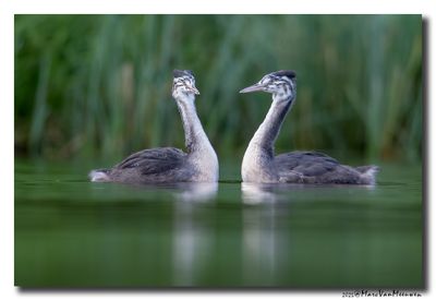 Fuut - Great Crested Grebe