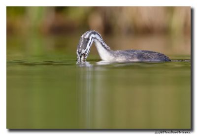 Fuut - Great Crested Grebe