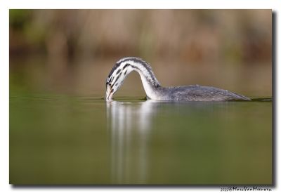 Fuut - Great Crested Grebe