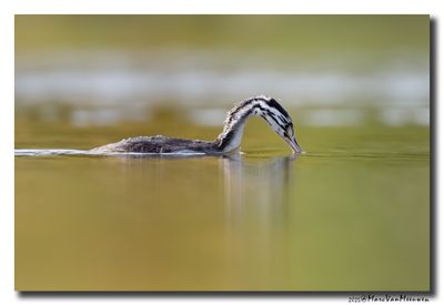 Fuut - Great Crested Grebe