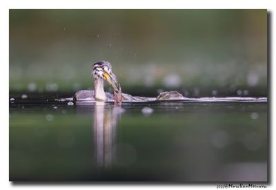 Fuut - Great Crested Grebe