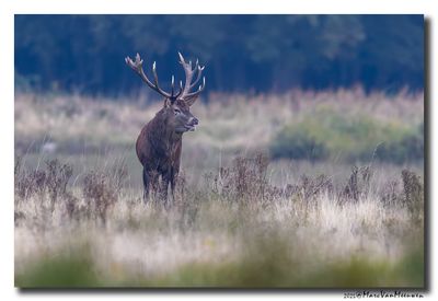 Edelhert - Red Deer
