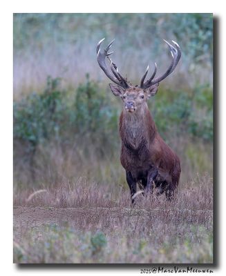 Edelhert - Red Deer
