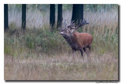 Edelhert - Red Deer