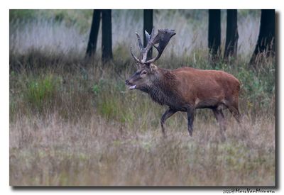 Edelhert - Red Deer